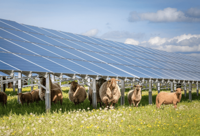 schapen solar panels zonnepanelen