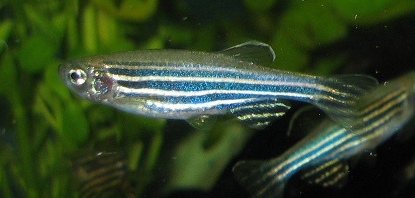 Zebrafisch (c) Commons Wikimedia Azul