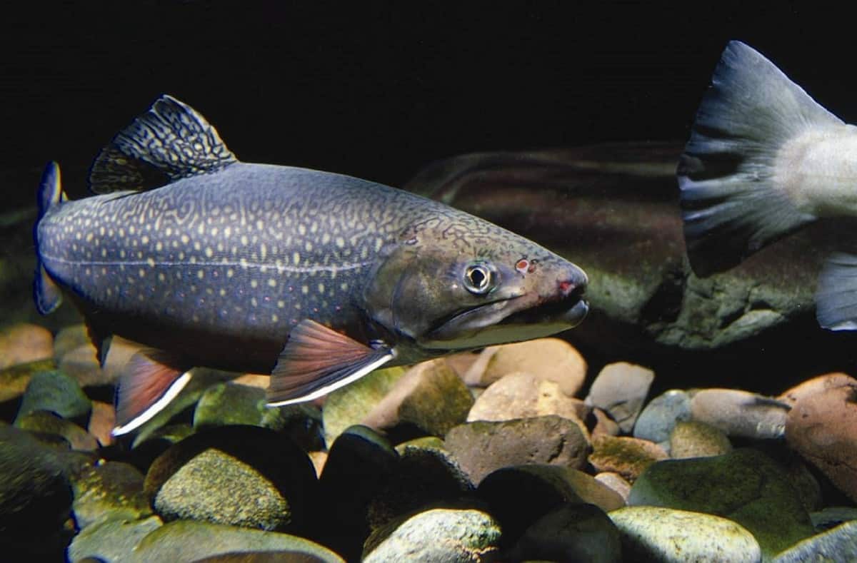 Forelle (eastern brook trout) (c) Skeeze on Pixabay