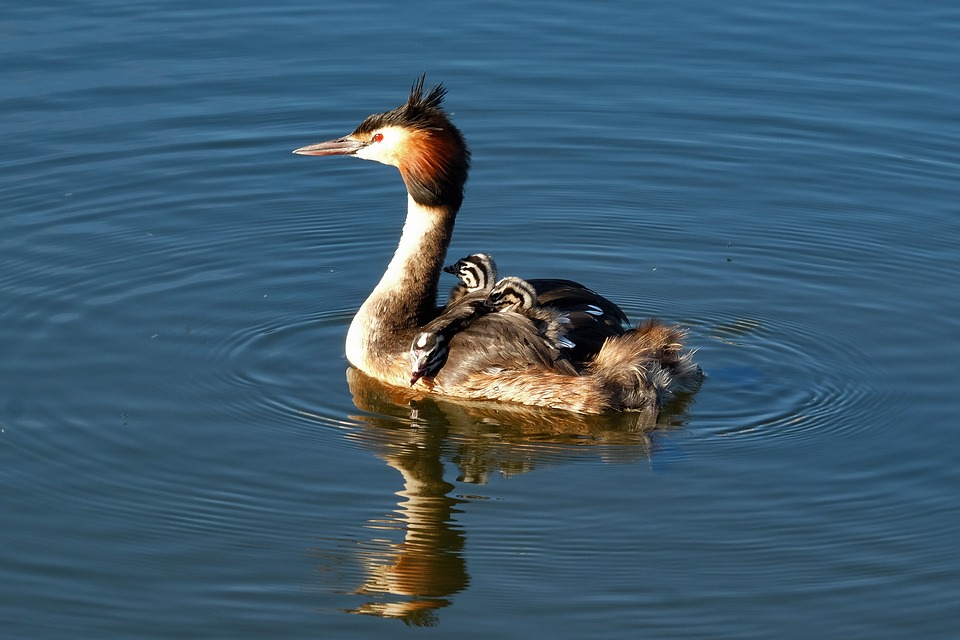great-crested-grebe-2461312_960_720