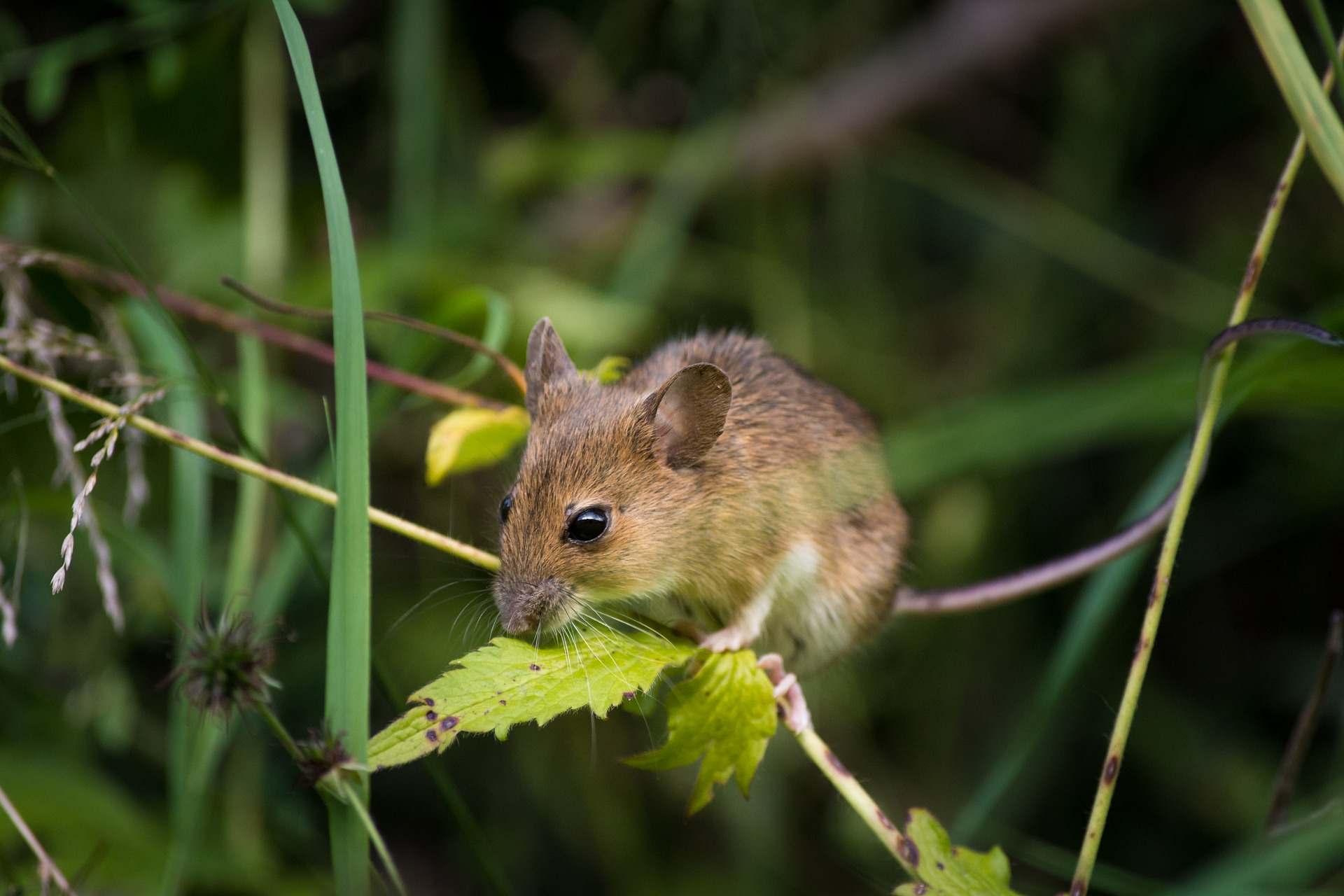 mouse-2776155_1920