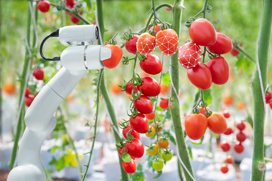 tomato picker robot