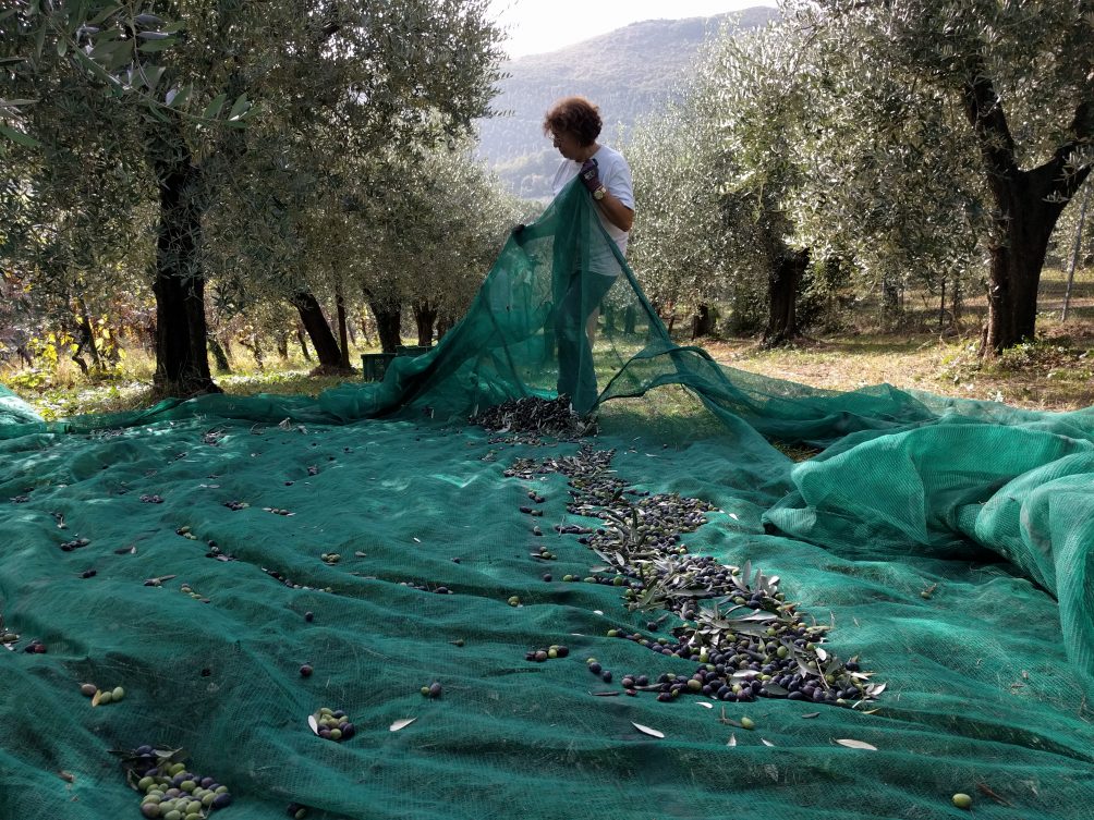 Nieuwe olijfboom is resistent tegen olijfbomenpest