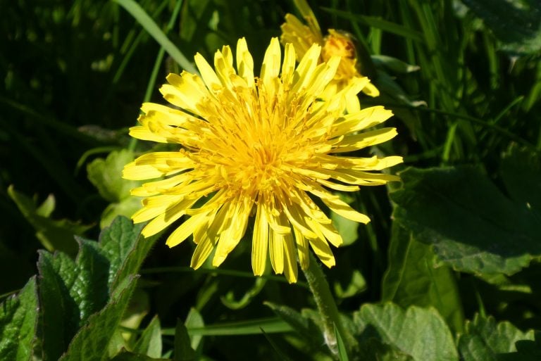 Dutch researchers make rubber from dandelions - IO