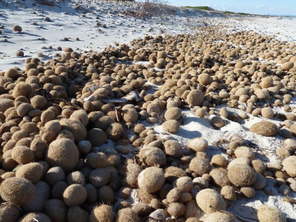 Photo of Seagrass balls on the beach. Photo by NeptuTherm