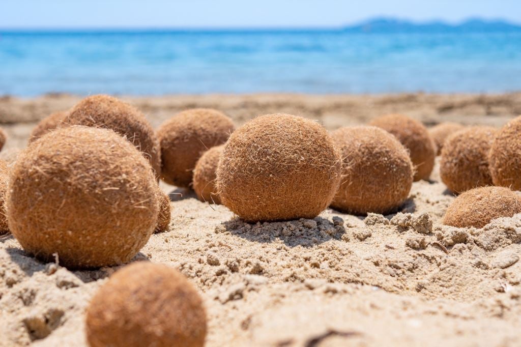 Photo: Seagrass balls