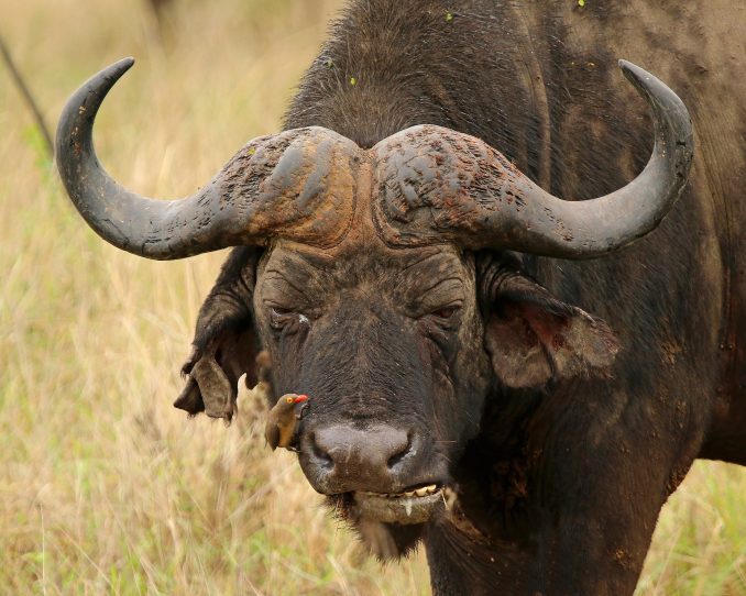 Water buffalo with oxpecker bird on its nose