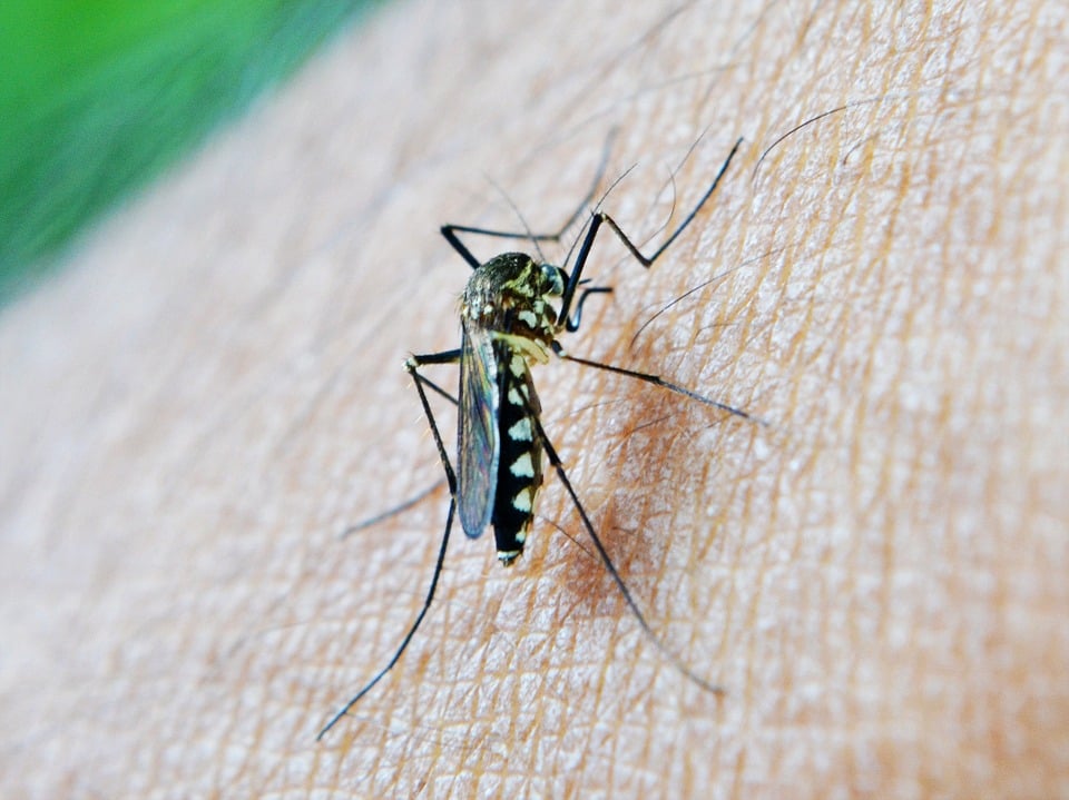 Scientist develop a fast method to identify mosquitos behind malaria