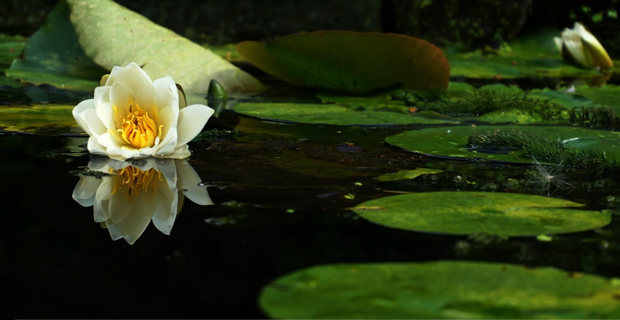 Flower on surface of a pond