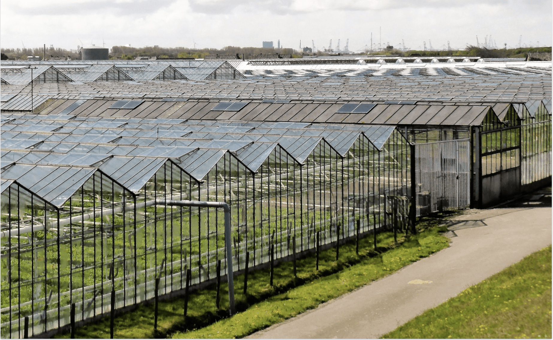 Greenhouse horticulture without gas? In search of even more innovation!