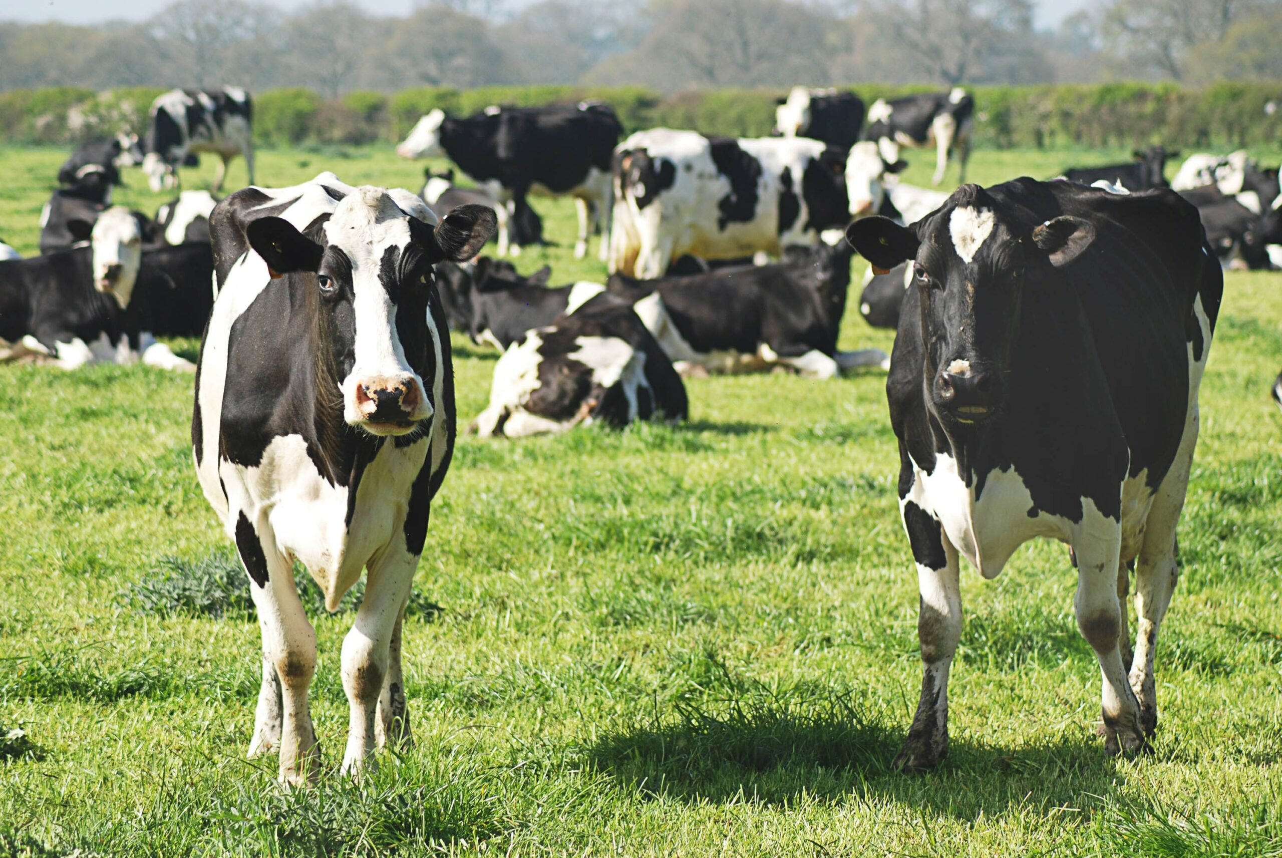 Intensive livestock farming overwhelms agroecosystems - Innovation Origins