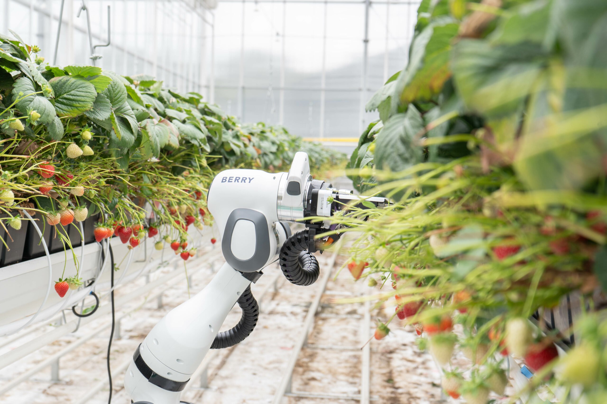What started as a hackathon team, grew into BERRY, an automated picking robot