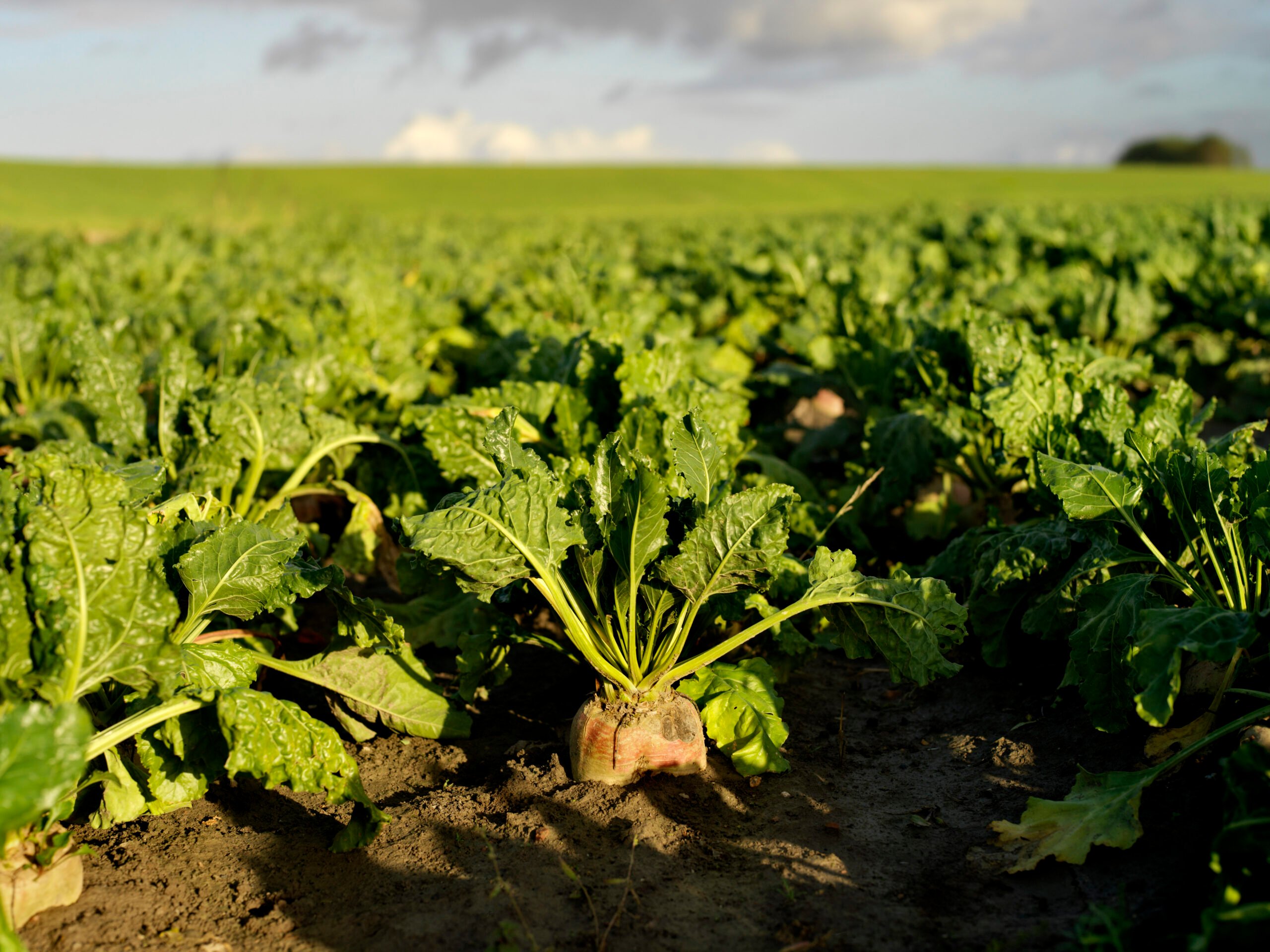 Sugar beets as a new, circular raw material