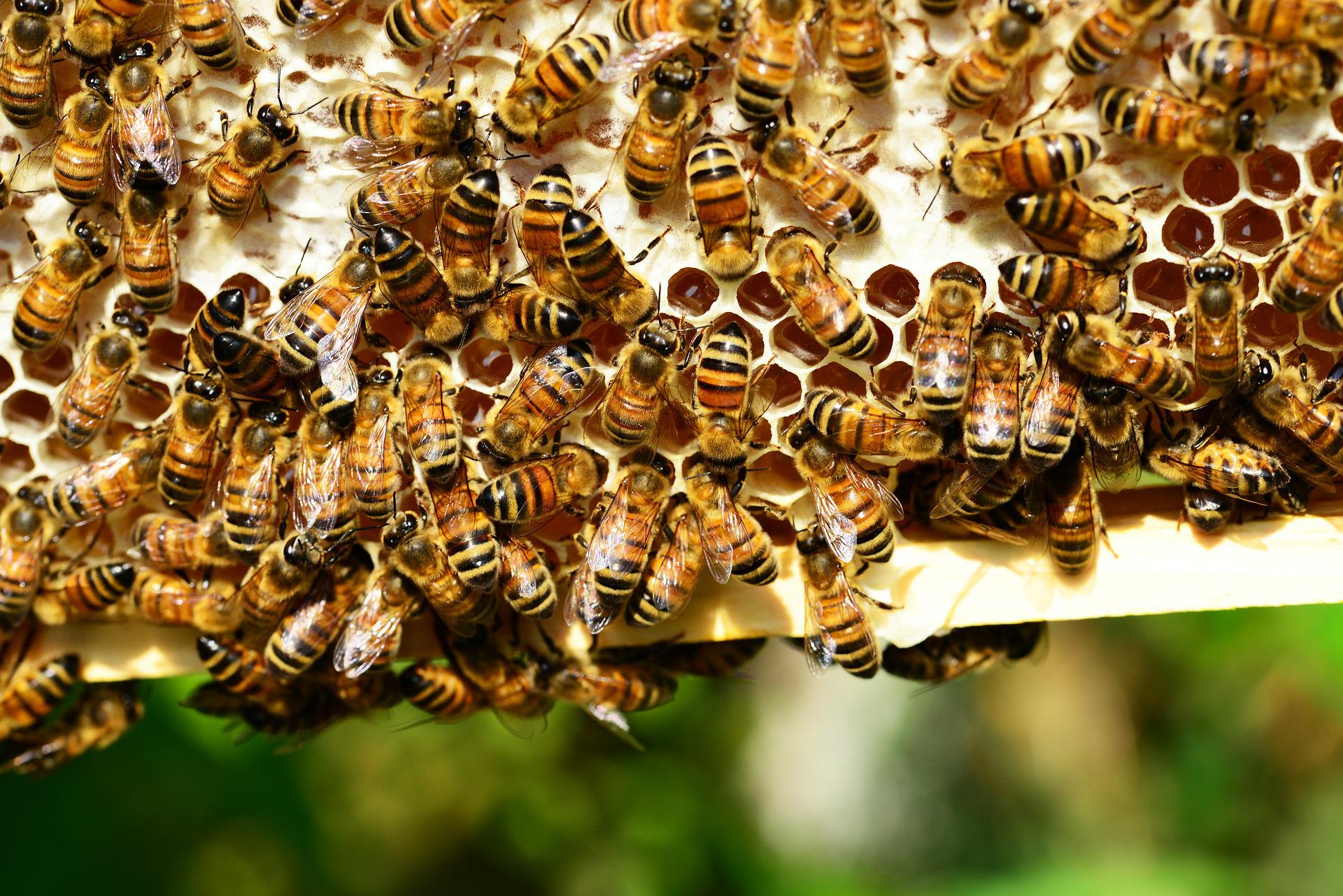Ochtendbriefing vrijdag: bijen en innovatie