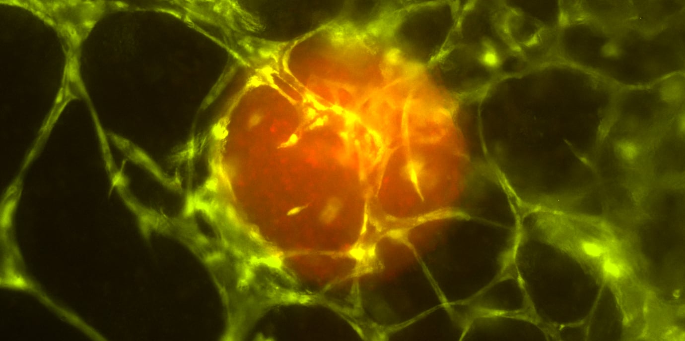 Nagemaakt menselijk weefsel groeit op natuurlijke wijze in een chip van plexiglas