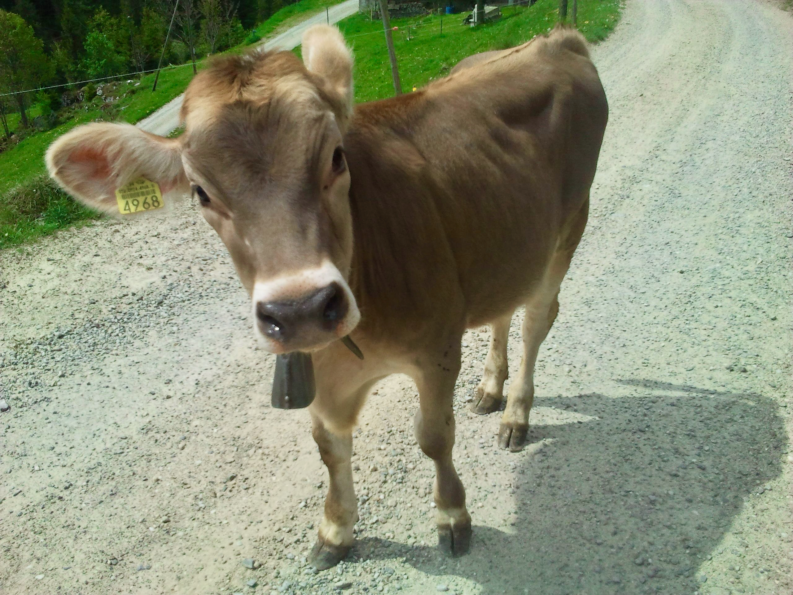 Mikroalgen als „vegane Kühe“ der zukünftigen Landwirtschaft 