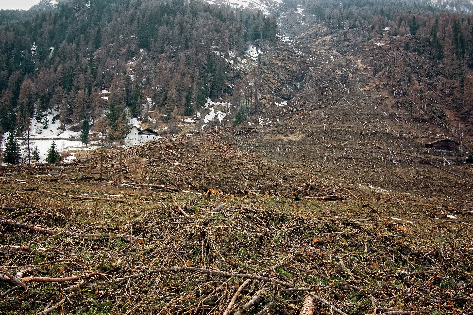 Bossen in Midden-Europa onder druk door klimaatverandering