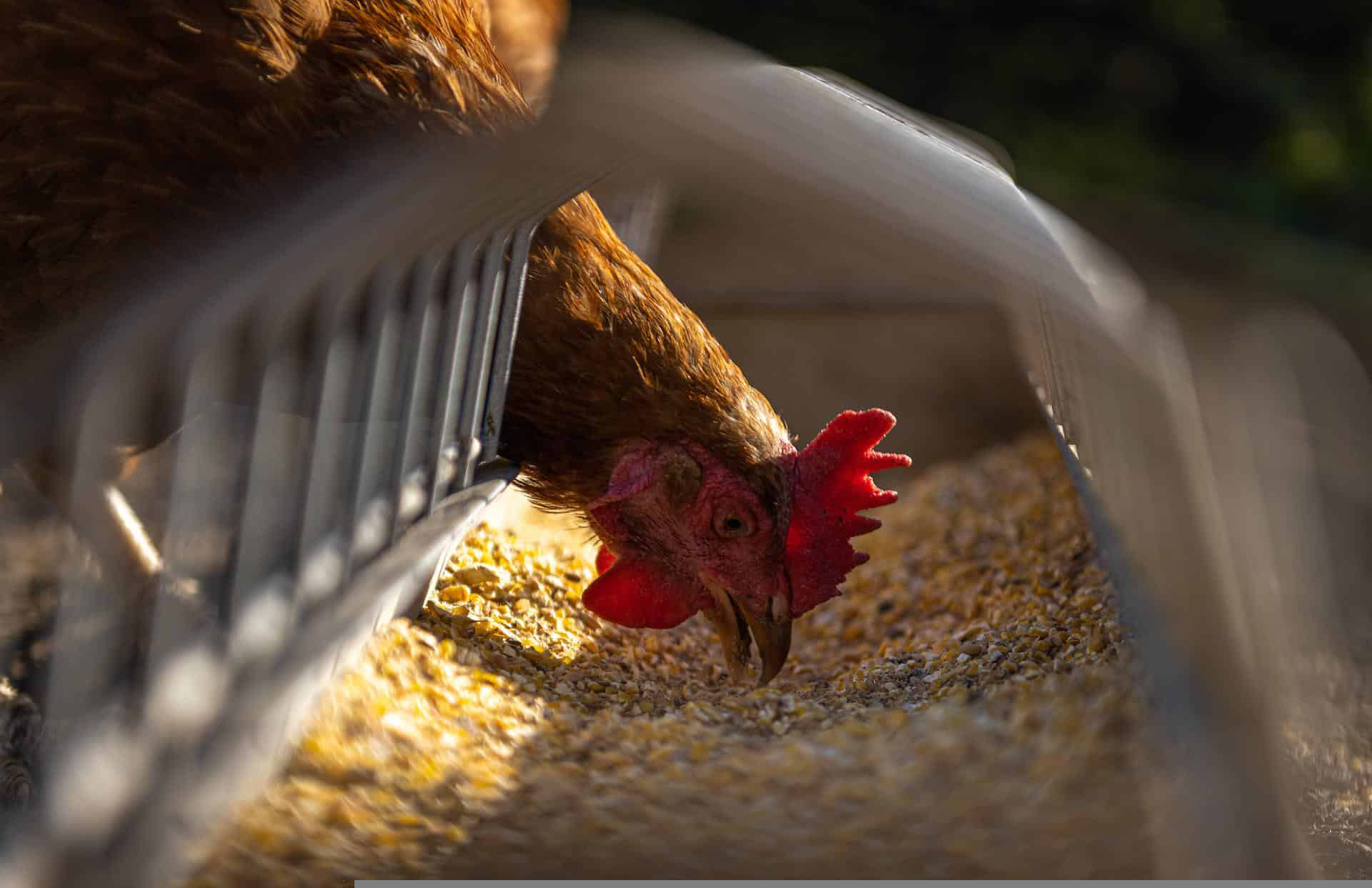 Machine learning can reduce risk of antibiotic resistance in chickens and humans as well