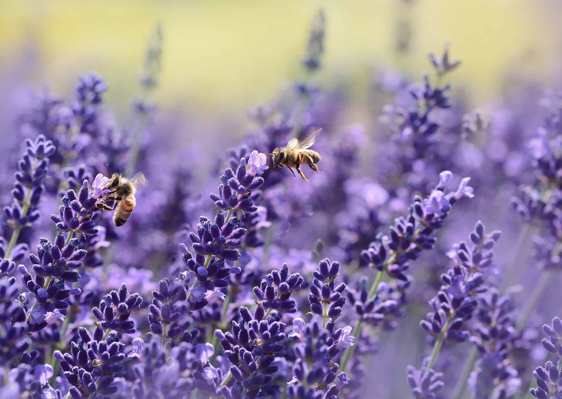 De nieuwe bestuivers zijn in aantocht: de kevers sturen de bijen met pensioen