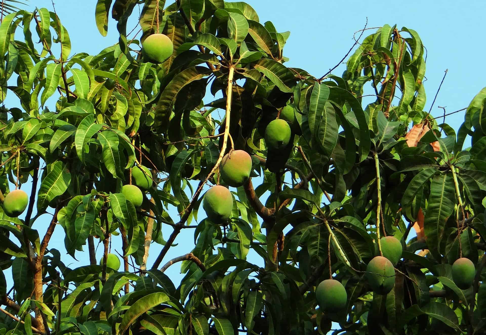 Mangopitten worden een circulair alternatief voor palmolie