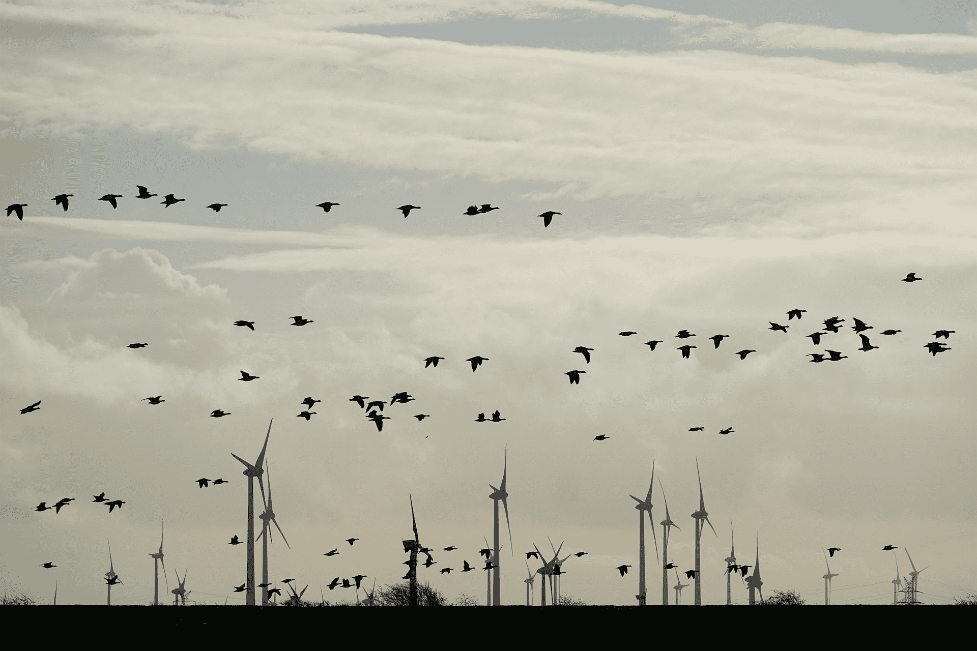 Algoritmes van Spoor helpen vogels door windmolenparken heen te vliegen