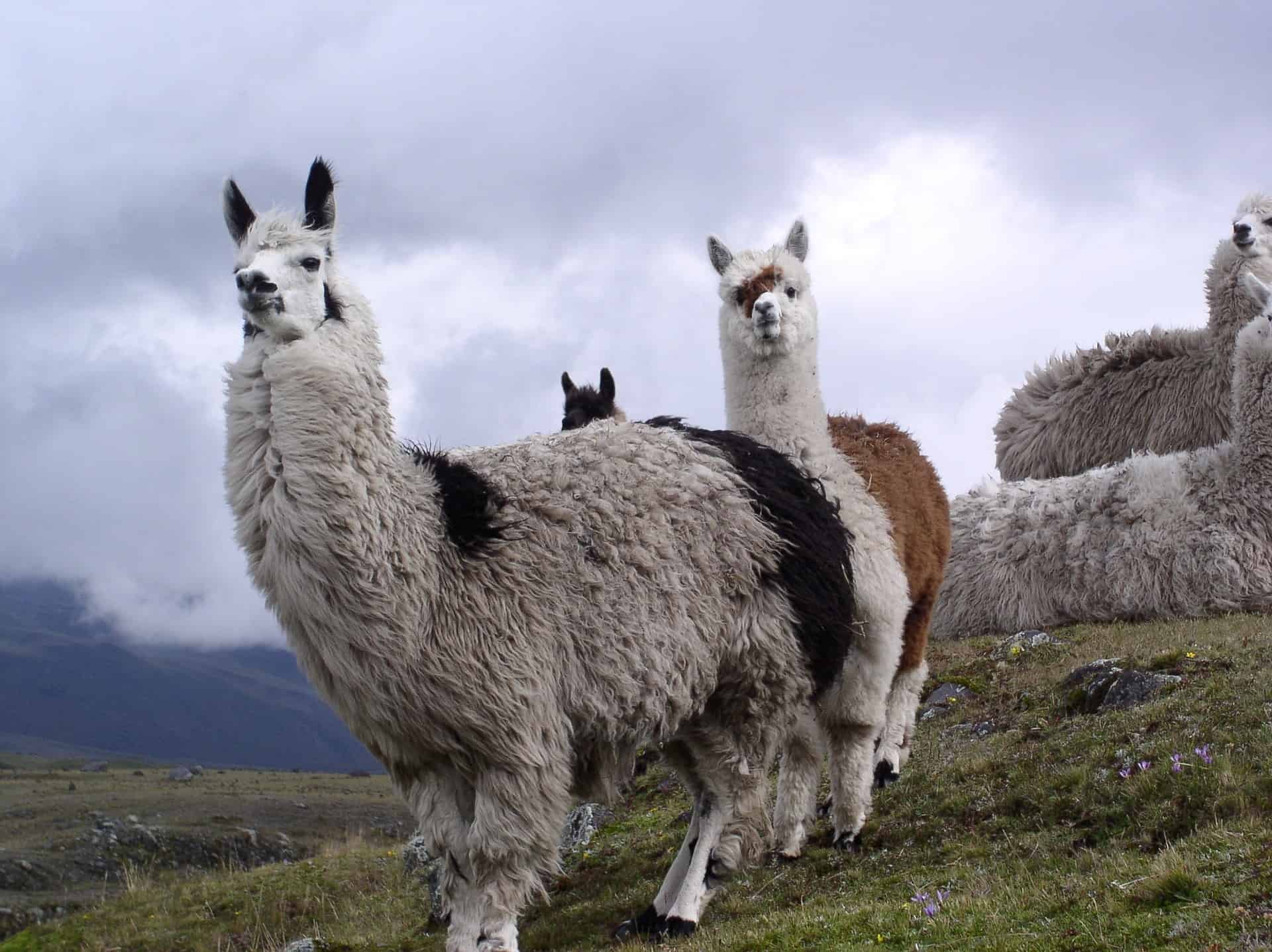 Orthros Medical tackles osteoarthritis with antibodies from llamas  