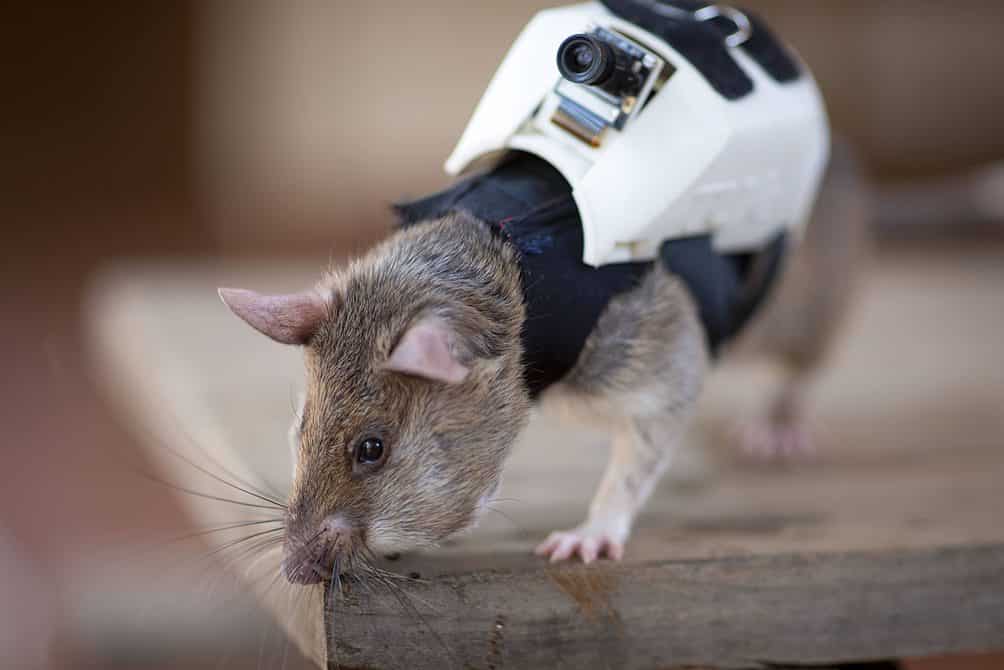 Rats can find people in earthquake zones. But how do you find the rat ...