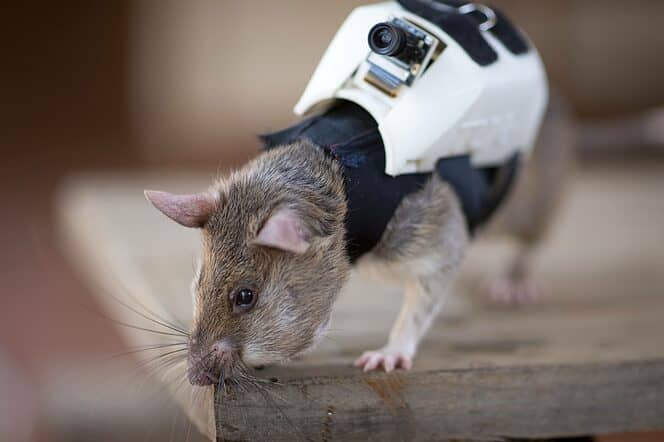 Rats Can Find People In Earthquake Zones. But How Do You Find The Rat 