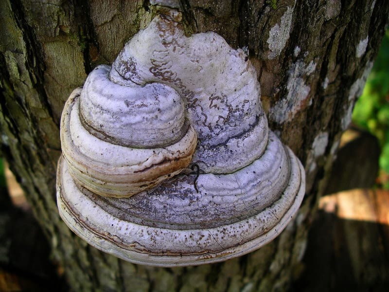 Les champignons peuvent être imités et utilisés pour remplacer le plastique, nouveau risi