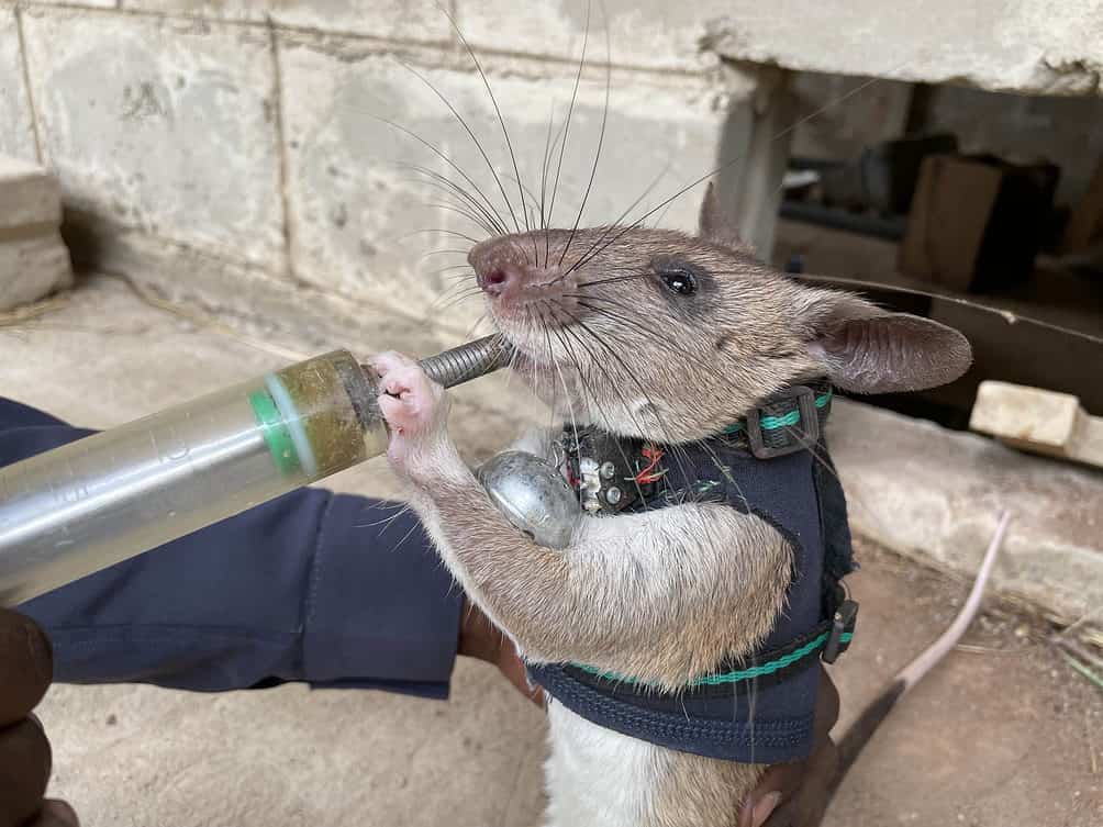 Rat krijgt voedsel tijdens training