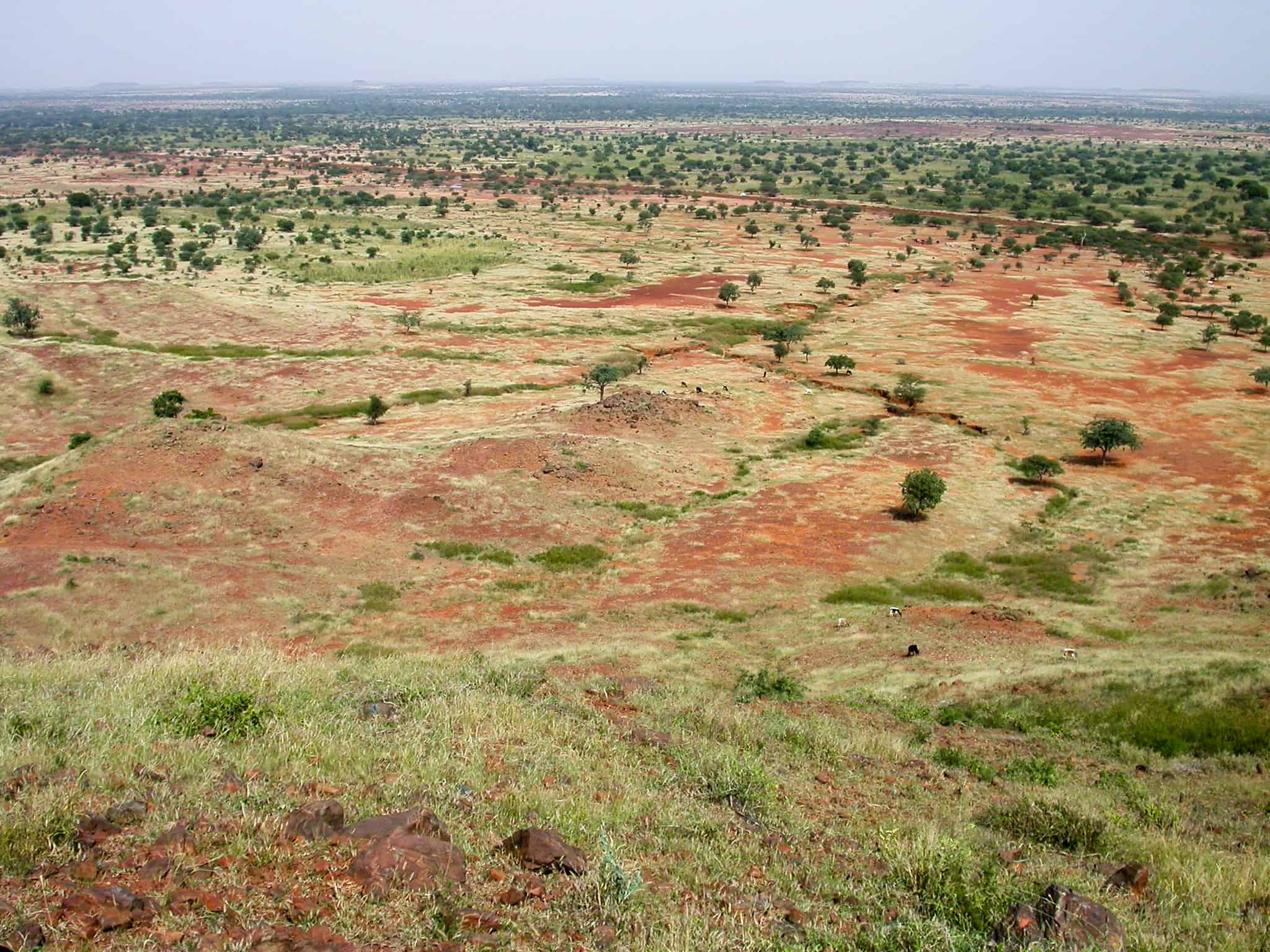 Revolutionising climate credits: AI counts 9 billion trees in Sahel