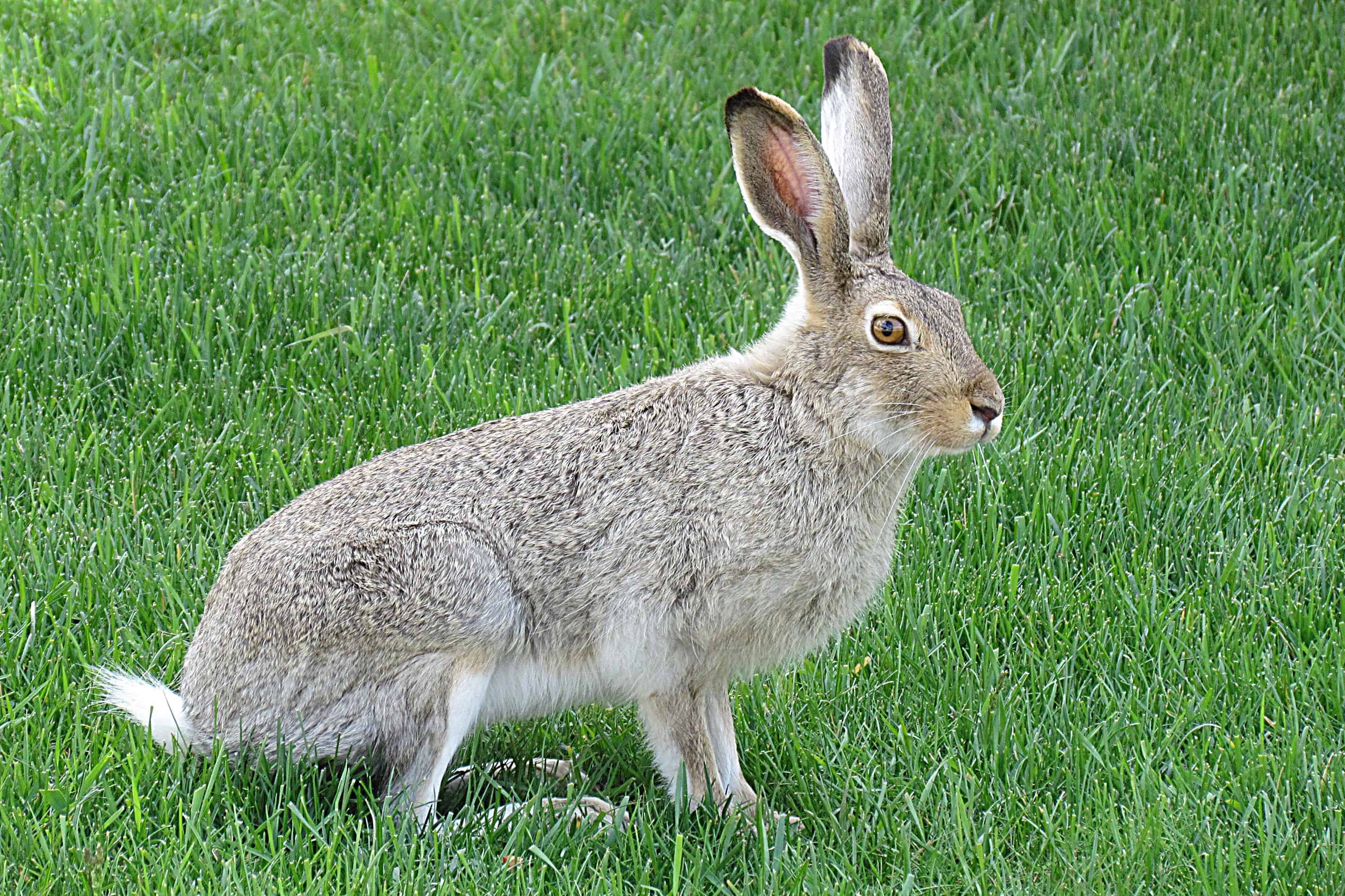 Nature's Remarkable Response: Jackrabbits Adapt to Climate Change