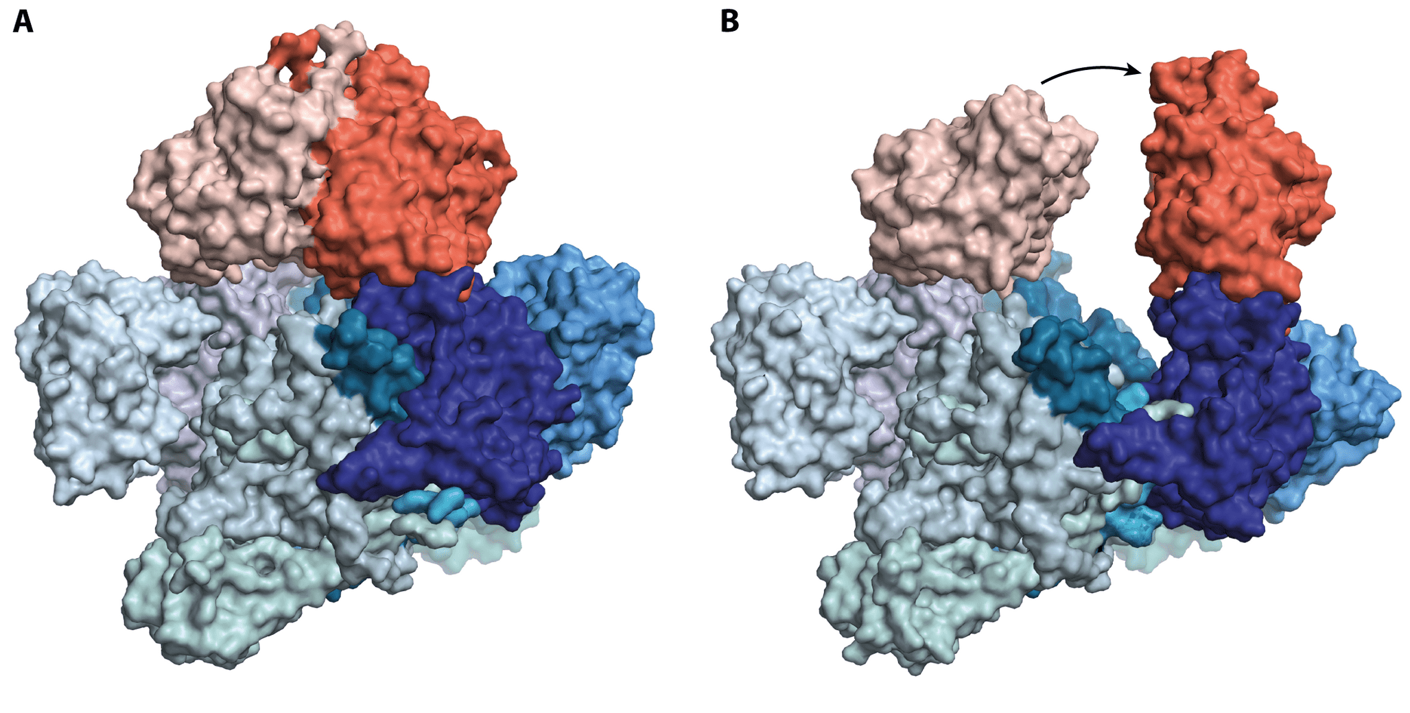 The C-P lyase enzyme in two different states