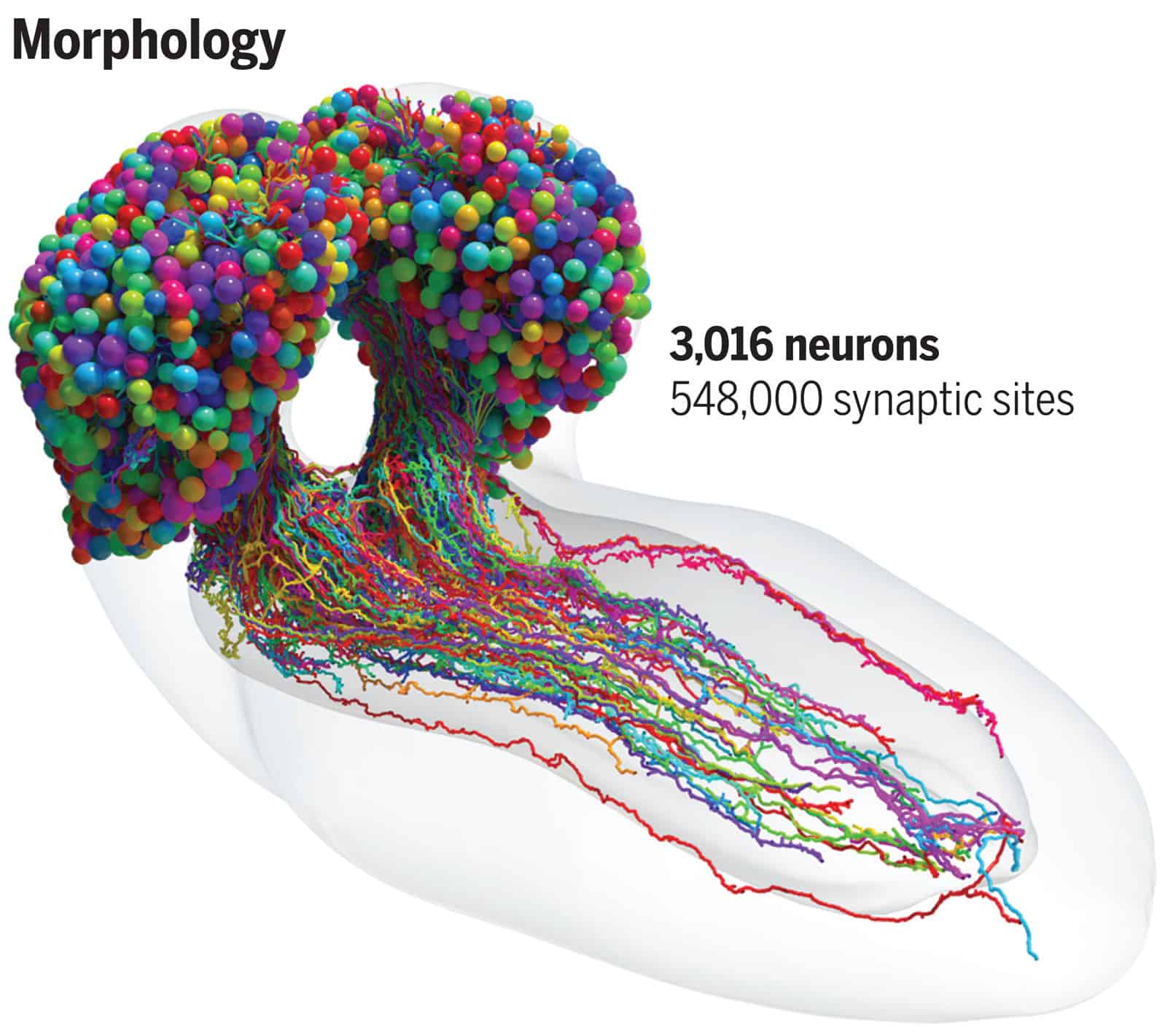 for-the-first-time-ever-scientists-map-the-brain-of-an-insect-with