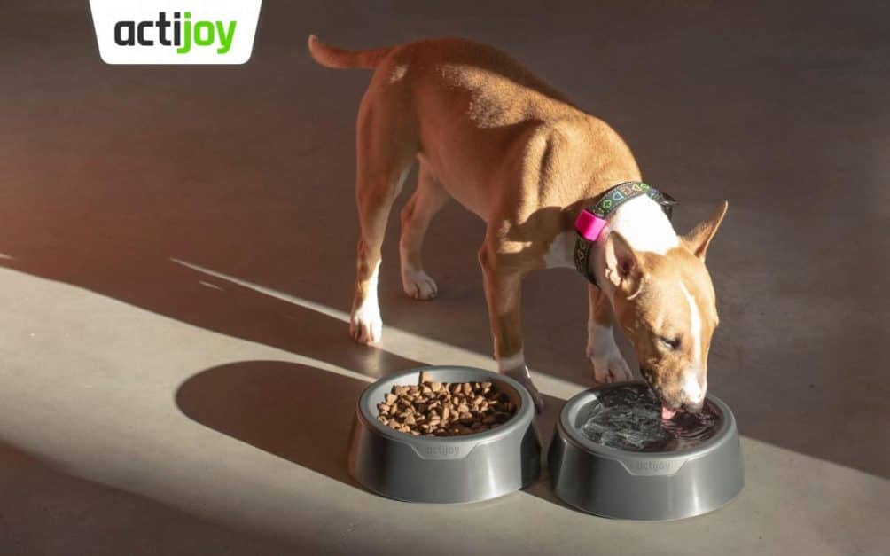 With Actijoy you can check how healthy your dog really is