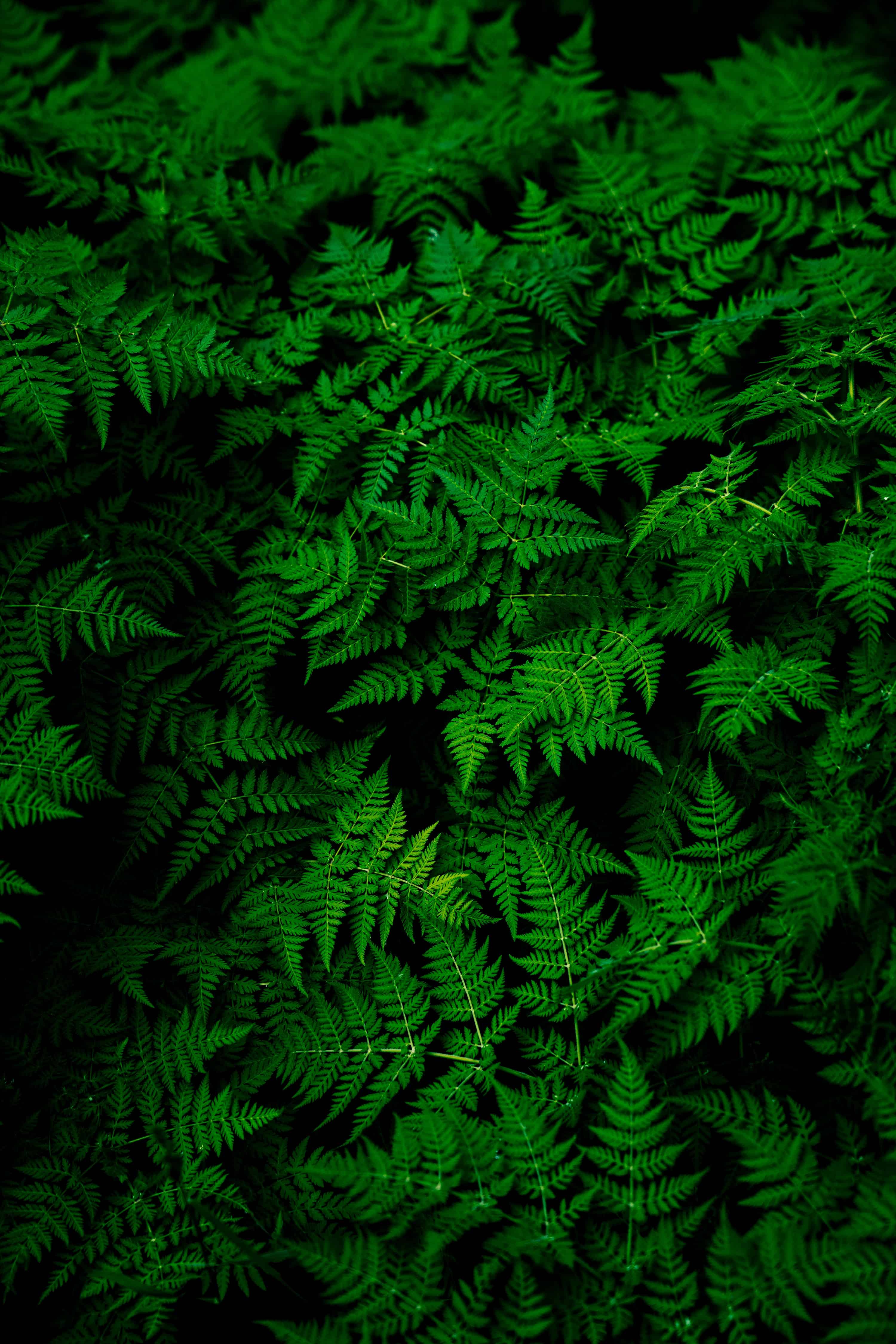 plants forest