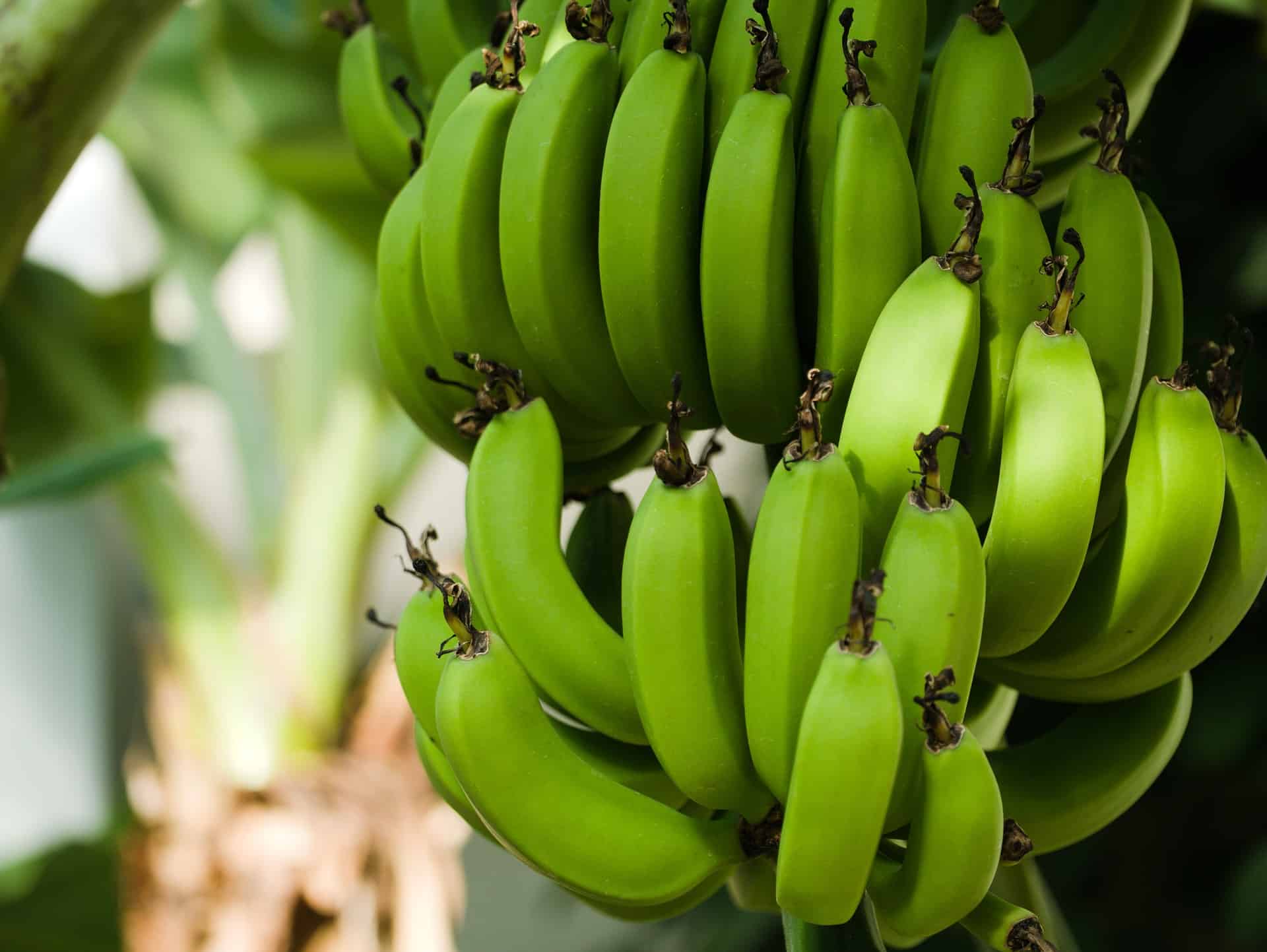 Uganda's new banana economy: upcycling banana waste to rugs, wigs, packaging and more