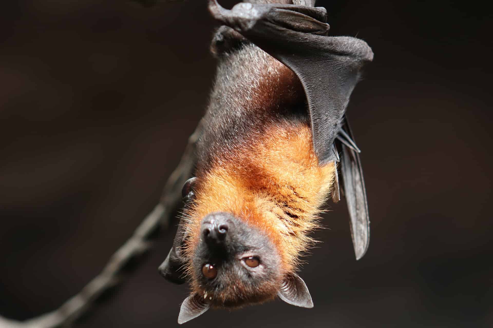 Unlocking bats' secrets: The key to preventing future pandemics