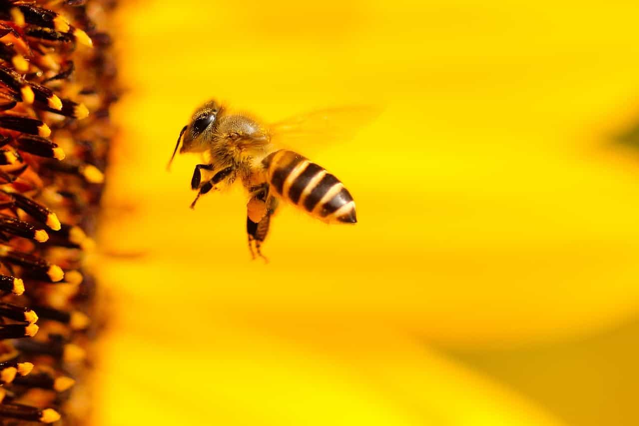 Potentiële AI-doorbraak: hersenen van honingbijen onthullen veelbelovende inzichten