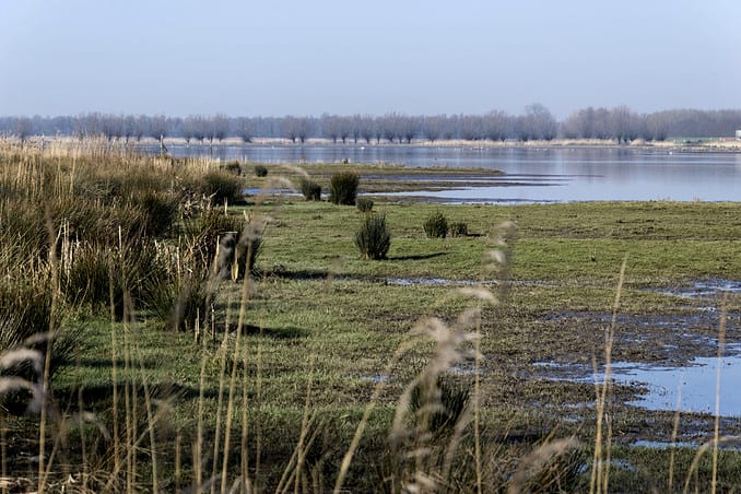 Dutch National Park De Biesbosch. Under threat of PFAS pollution.