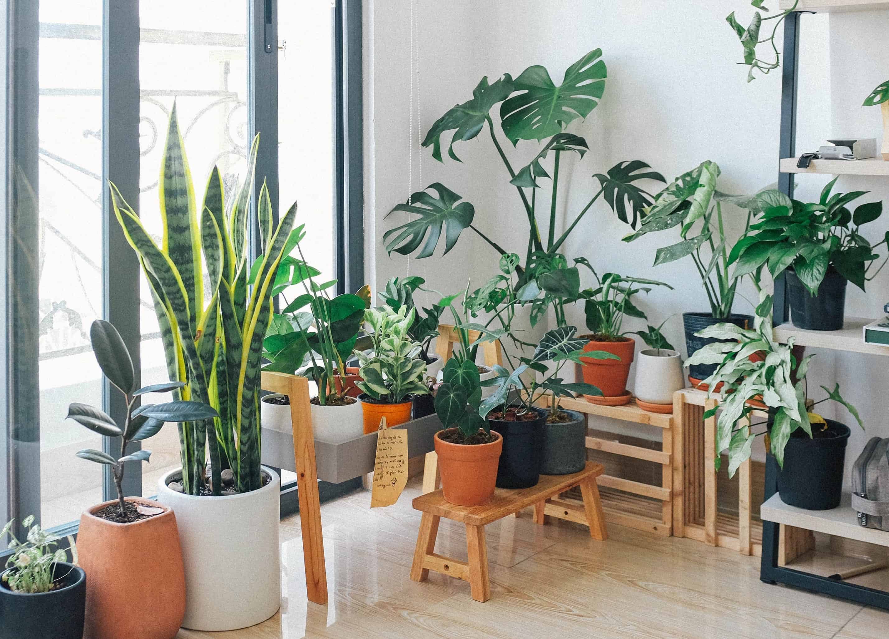 Harnessing the power of plants: Indoor air purification and its scientific benefits