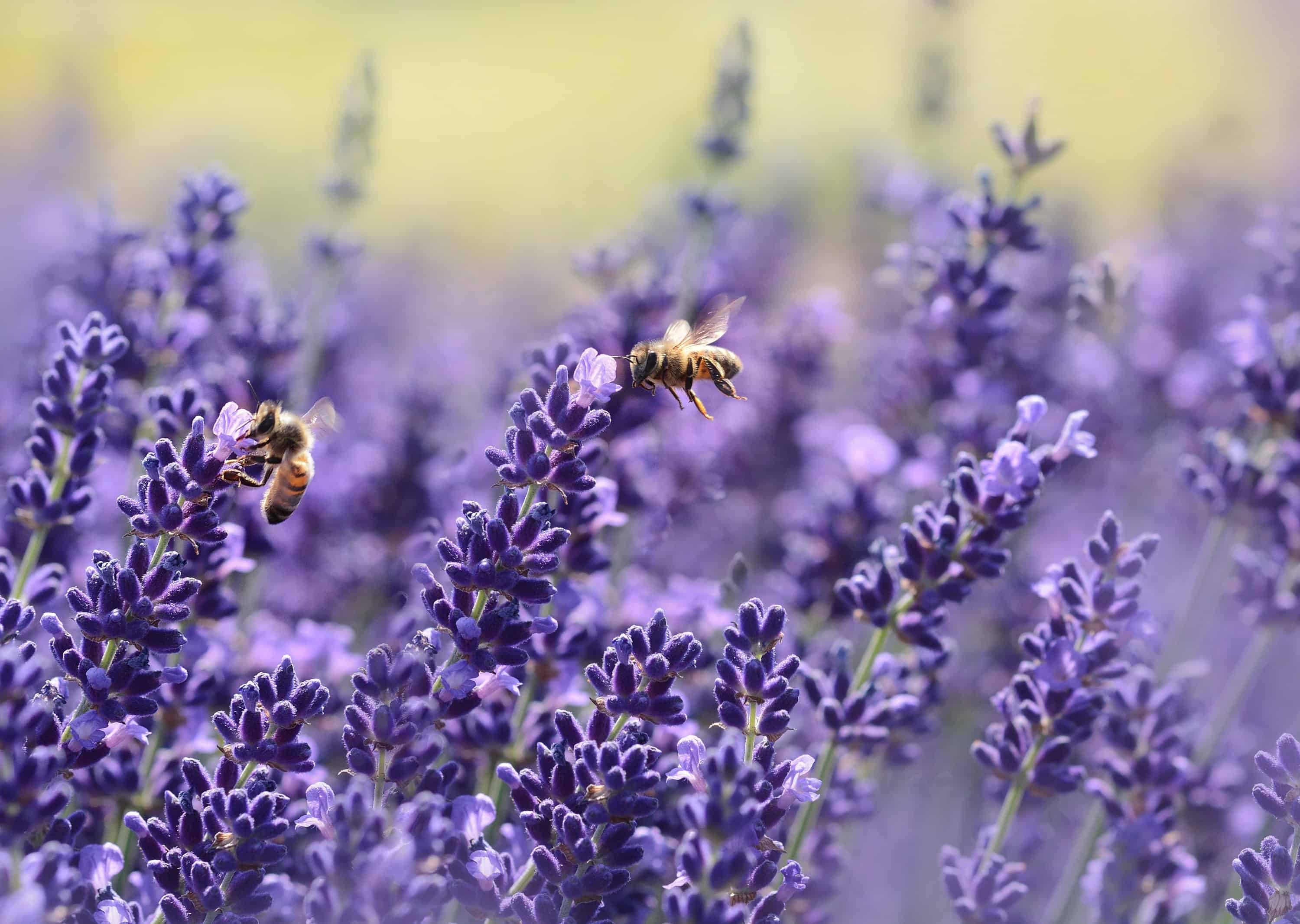 Bees (image: Pexels)