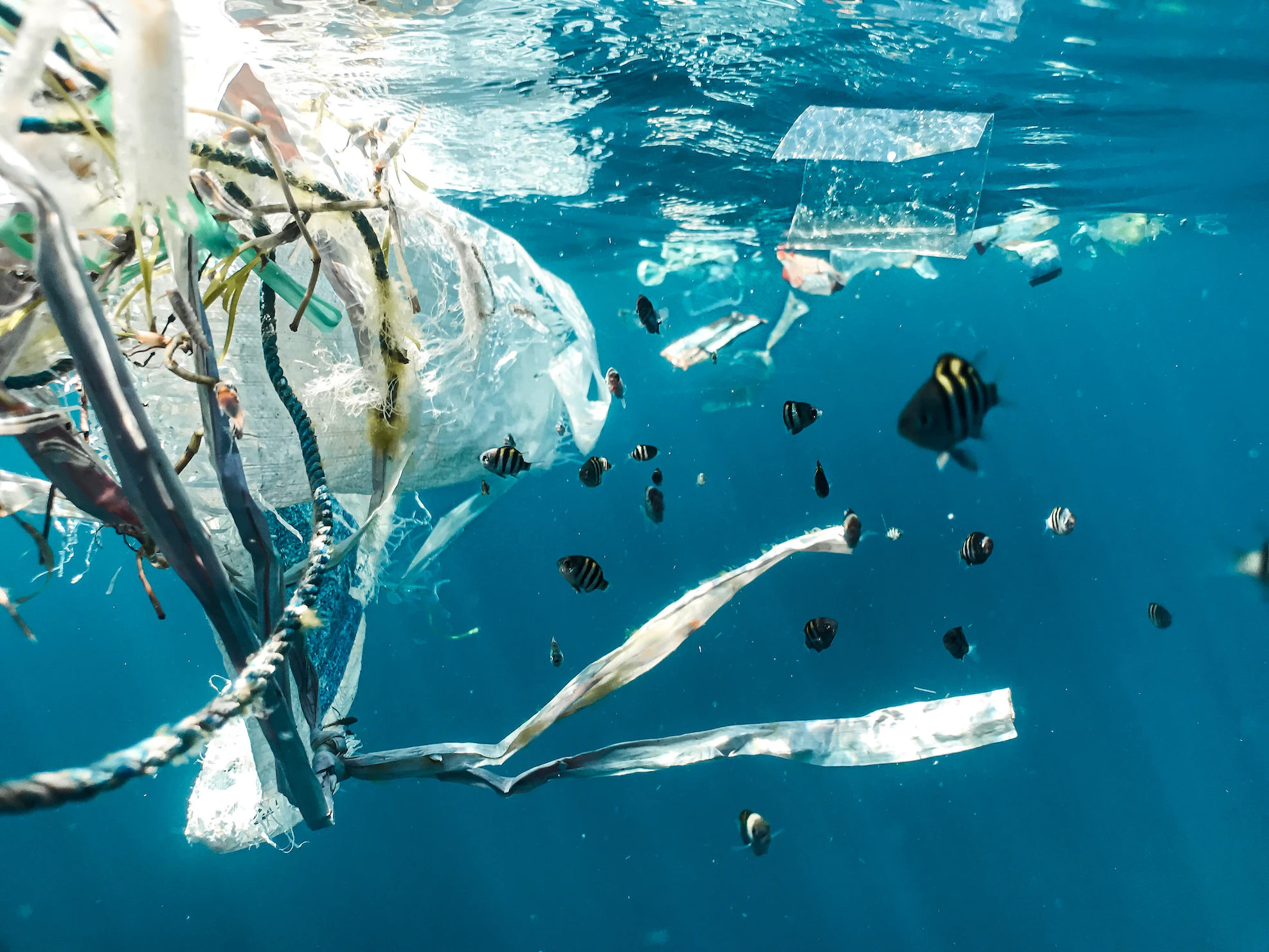 A surprising study: less plastic waste in the ocean than expected