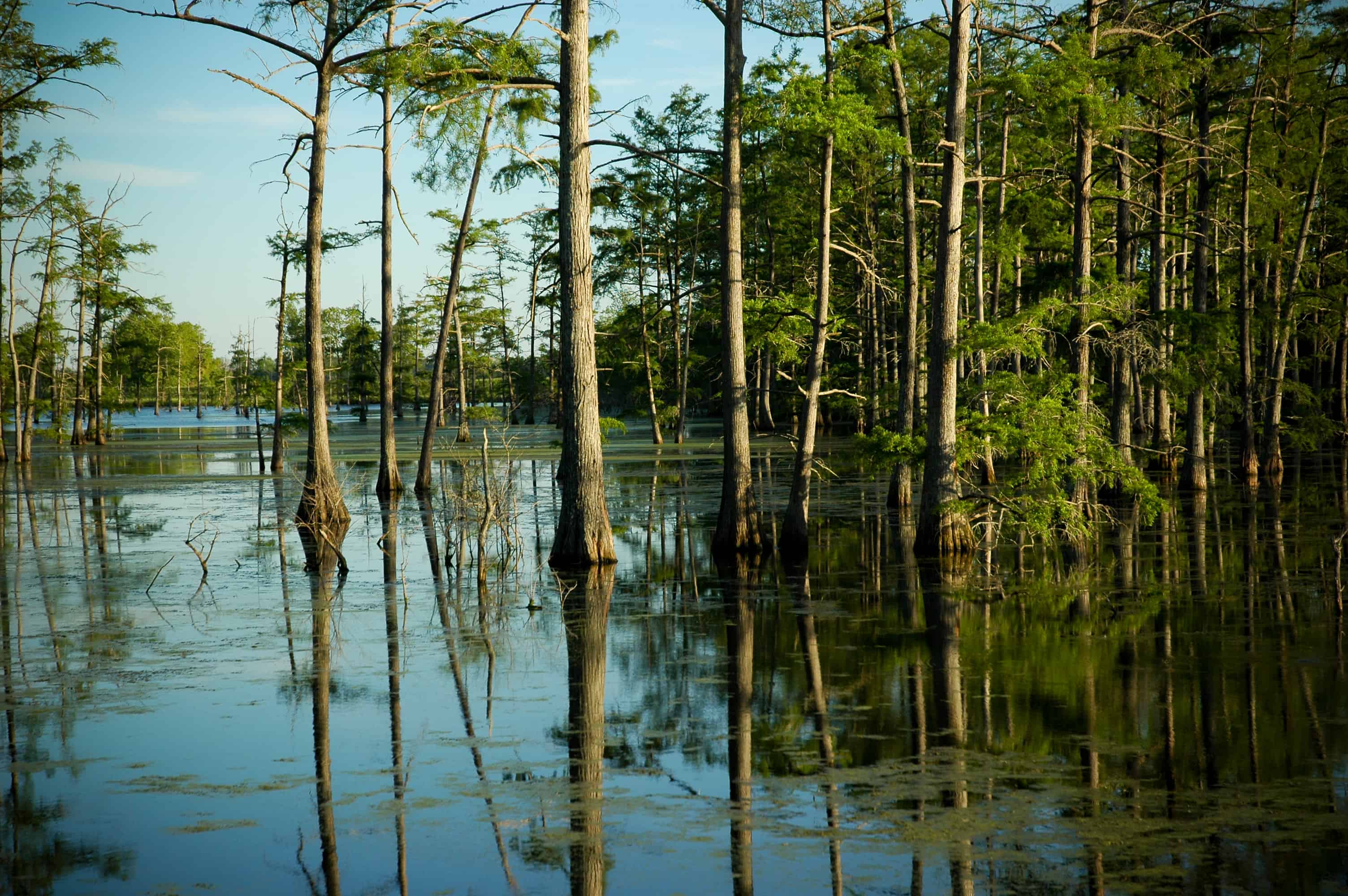Louisiana Swamp (image: Michael McCarthy via Flickr)