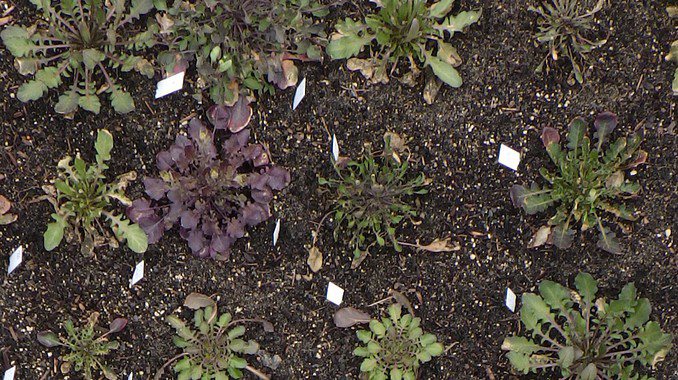 Arabidopsis plants on the experimental plots of UZH’s Irchel Campus displaying red pigmentation. (Photo: UZH)