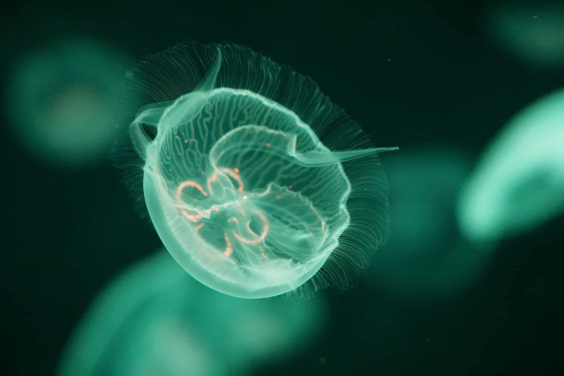 Jellyfish (Image by Gayathiri Gengatharan from Pixabay)
