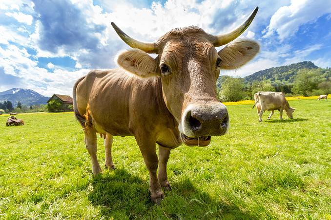 A cow (image:Pixabay)