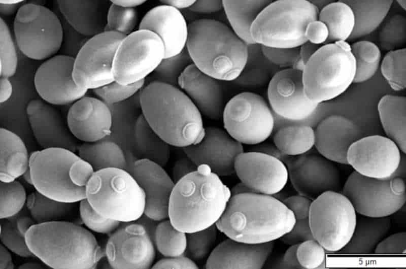 Scientists create synthetic chromosome, paving the way for artificial yeast genome
