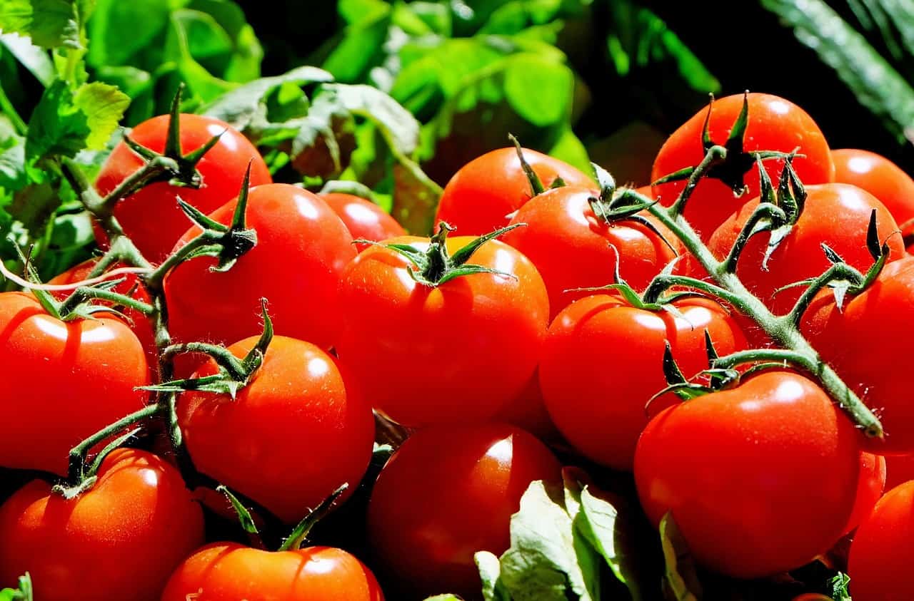 Steeds vaker zorgt klimaatverandering voor tekort aan spinazie, tomaten en olijven