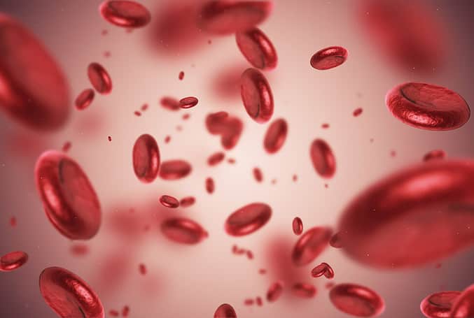 Blood cells. Image: iStock/Spawns